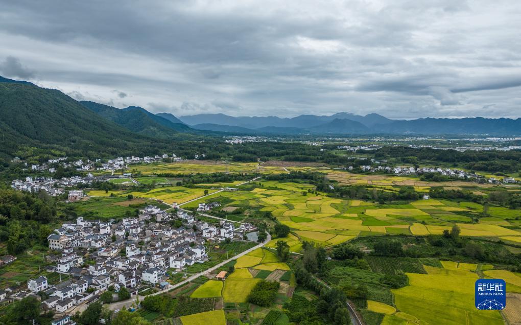 2025年白菜网站大全
